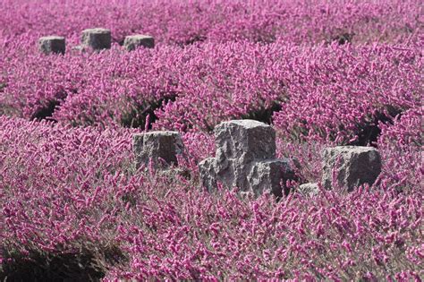 墓地 画像|300000以上の無料墓地 背景&墓地画像